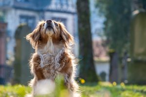 Hoe je hond blij en comfortabel in de bench te houden
